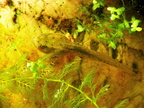 05 Pelophylax esculentus Teichfrosch  Quappe (6)